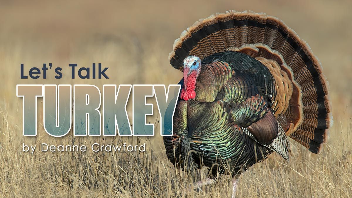 Let's Talk Turkey